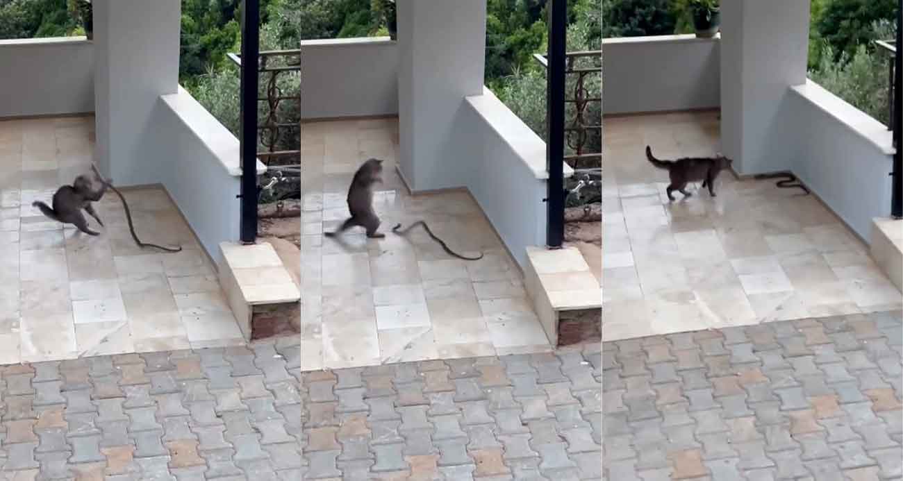 Yılana kafa tutan kedi